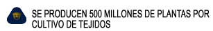 SE PRODUCEN 500 MILLONES DE PLANTAS POR 

CULTIVO DE TEJIDOS