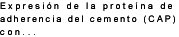Expresin de la protena de

adherencia del cemento (CAP)

con...